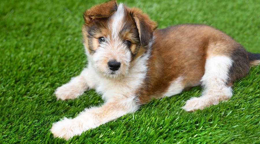 Beagle Shih Tzu Mix Puppy Images
